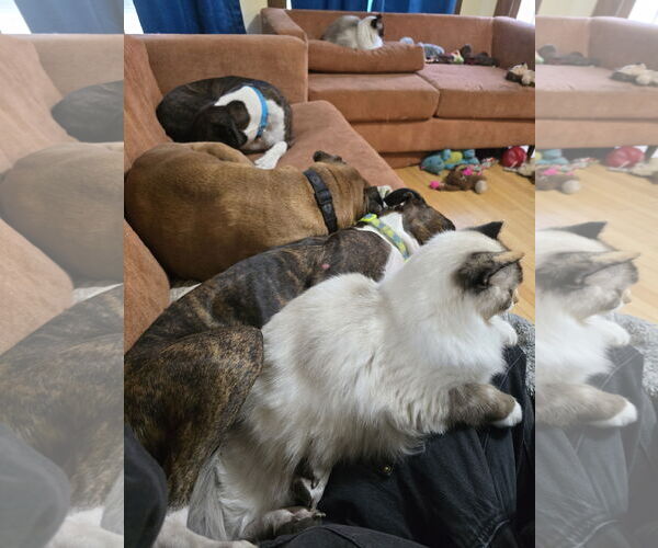 Medium Photo #4 Boxer Puppy For Sale in Woodbury, MN, USA