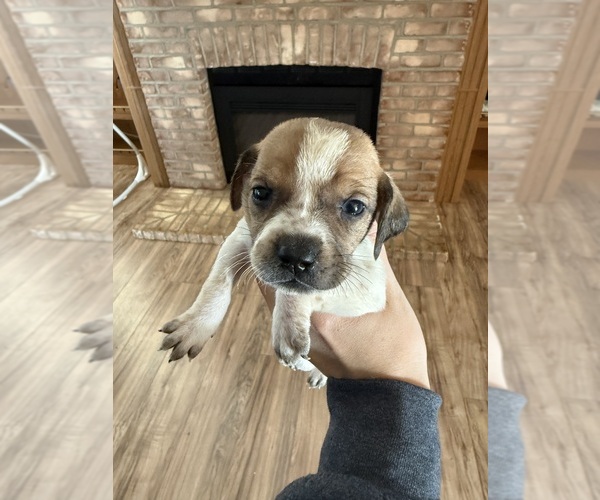Medium Photo #9 Treeing Walker Coonhound Puppy For Sale in ZANESVILLE, OH, USA