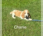 Puppy Charlie Beagle