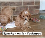 Small #2 Cock-A-Poo