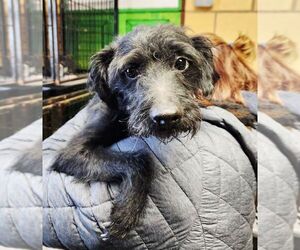 Mutt Dogs for adoption in Perth Amboy, NJ, USA