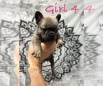 Puppy Girl 4 French Bulldog