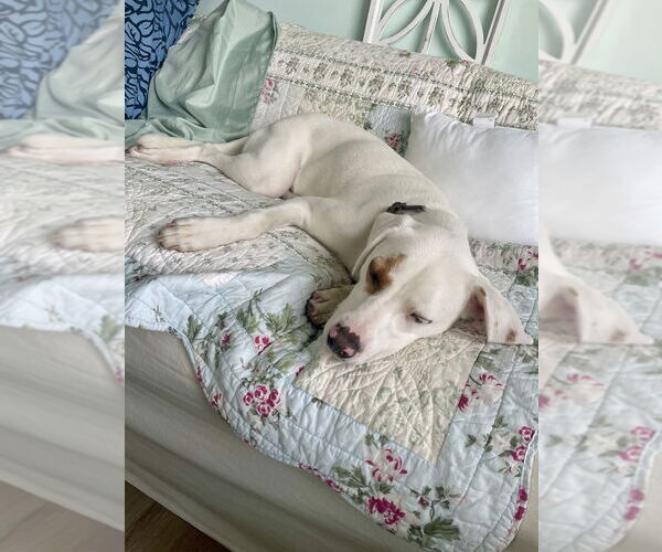 Medium Photo #7 Lab-Pointer Puppy For Sale in Brewster, NY, USA