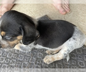 Beagle Puppy for sale in CAIRO, GA, USA