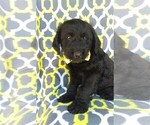 Small Photo #2 Labradoodle Puppy For Sale in LANCASTER, PA, USA