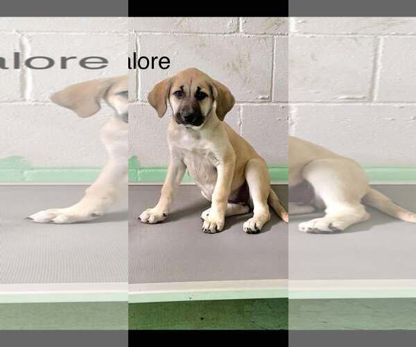 Medium Photo #7 Anatolian Shepherd-Rhodesian Ridgeback Mix Puppy For Sale in Higley, AZ, USA