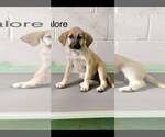 Small #6 Anatolian Shepherd-Rhodesian Ridgeback Mix