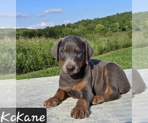 Medium Photo #4 Doberman Pinscher Puppy For Sale in POMEROY, OH, USA