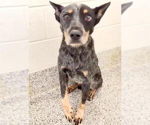 ROSCOE - Male Mutt Dog for Adoption - Photo #2