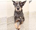 Small Photo #2 Mutt Puppy For Sale in Houston, TX, USA