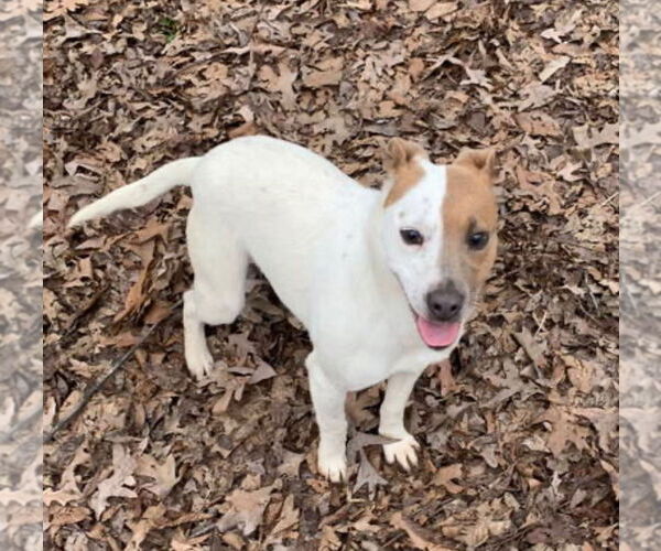 Medium Photo #4 Mutt Puppy For Sale in Harrison, AR, USA