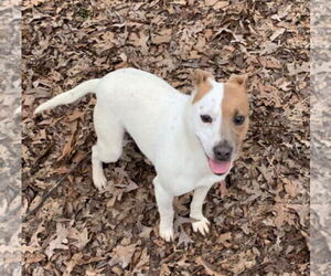 Colleen - Female Mutt Dog for Adoption - Photo #4