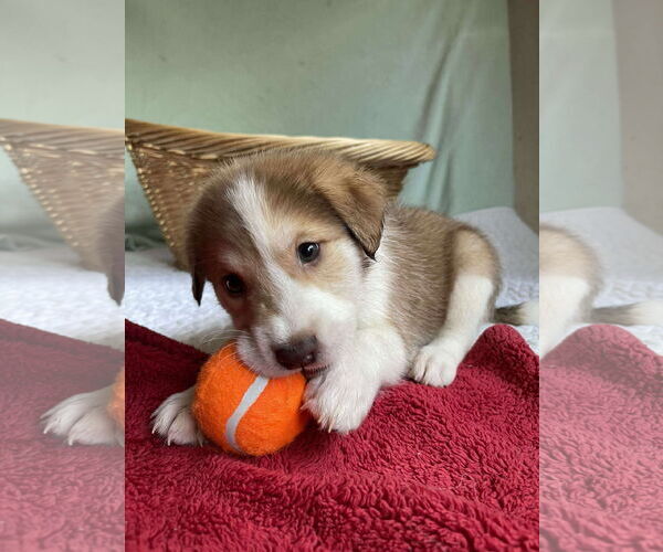 Medium Photo #5 Mutt Puppy For Sale in Westwood, NJ, USA