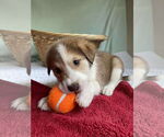Small #4 Mutt