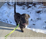 Small #1 Labrador Retriever Mix