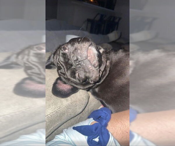 Medium Photo #3 Box-a-Pug Puppy For Sale in Indianapolis, IN, USA