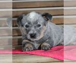 Small Photo #7 Australian Cattle Dog Puppy For Sale in HYDE PARK, VT, USA