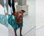 Small Photo #3 Chocolate Labrador retriever-Unknown Mix Puppy For Sale in Visalia, CA, USA