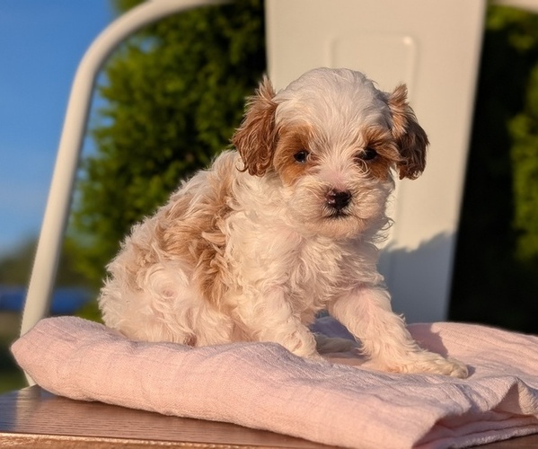 Medium Photo #7 Cavapoo (Miniature) Puppy For Sale in GOSHEN, IN, USA