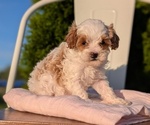Small Photo #7 Cavapoo (Miniature) Puppy For Sale in GOSHEN, IN, USA