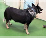 Small #5 Border Collie Mix