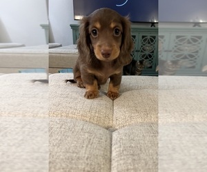 Dachshund Puppy for sale in LEXINGTON, KY, USA