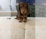 Small Dachshund
