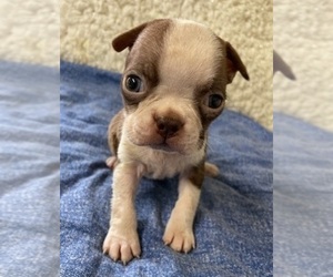 Boston Terrier Puppy for sale in CRKD RVR RNCH, OR, USA