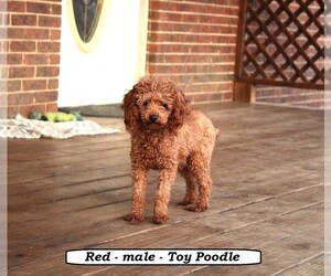 Father of the Cockapoo (Miniature) puppies born on 06/17/2026