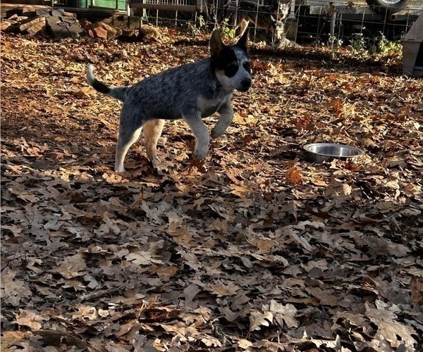 Medium Photo #8 Australian Cattle Dog Puppy For Sale in OREGON HOUSE, CA, USA
