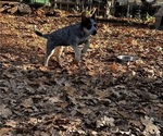 Small #7 Australian Cattle Dog