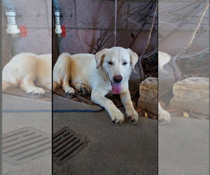 Labrador Retriever-Unknown Mix Dogs for adoption in San Diego, CA, USA