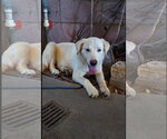 Small Labrador Retriever Mix