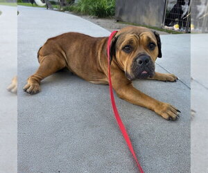 Bulldog-Unknown Mix Dogs for adoption in Long Beach, CA, USA