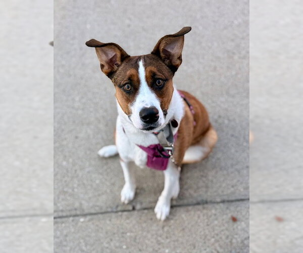 Medium Photo #1 Mutt Puppy For Sale in Brewster, MA, USA