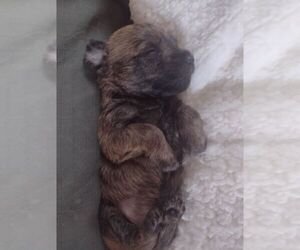 Cairn Terrier Puppy for Sale in WHITEWOOD, South Dakota USA