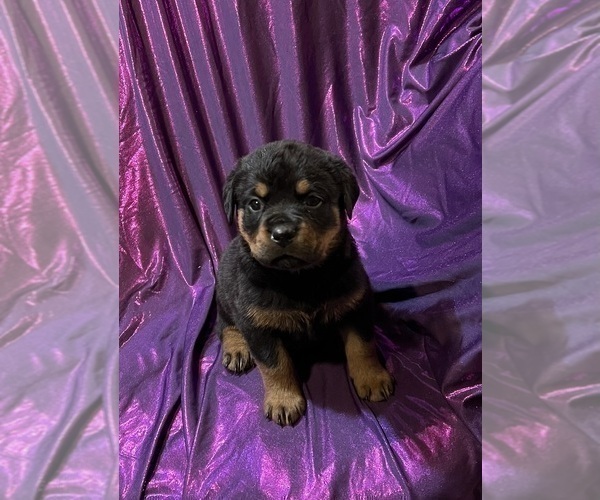 Medium Photo #2 Rottweiler Puppy For Sale in REMER, MN, USA