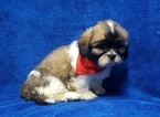 Small Photo #40 Lhasa Apso Puppy For Sale in BUFFALO, MO, USA