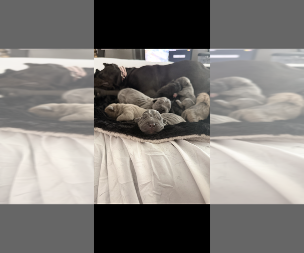 Medium Photo #2 Cane Corso Puppy For Sale in MELBOURNE, FL, USA