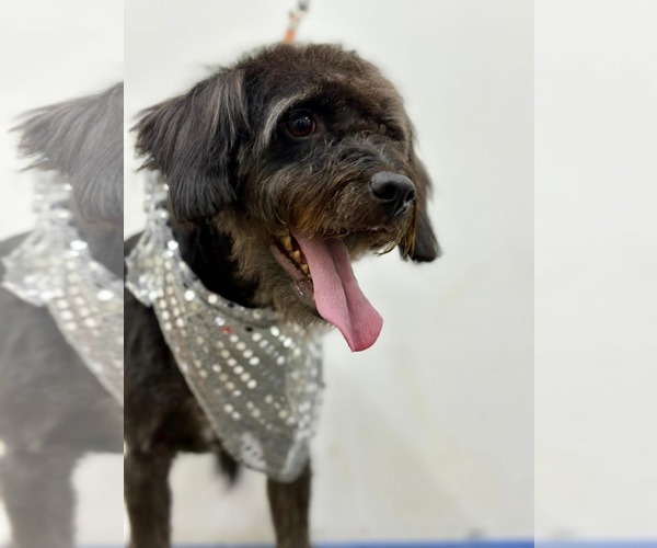 Medium Photo #1 Bossi-Poo Puppy For Sale in Escondido, CA, USA