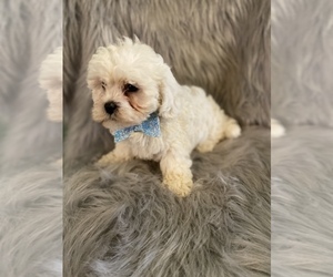 Lhasa Apso-Poodle (Toy) Mix Puppy for sale in BEECH GROVE, IN, USA