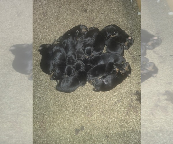 Medium Photo #8 Doberman Pinscher Puppy For Sale in DAVISON, MI, USA