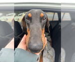 Small #2 Doberman Pinscher