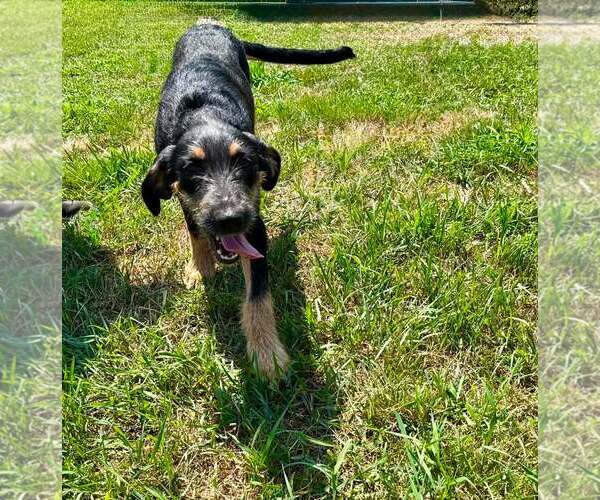 Medium Photo #3 Labrador Retriever-Unknown Mix Puppy For Sale in pomfret, CT, USA