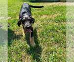 Small #2 Labrador Retriever Mix