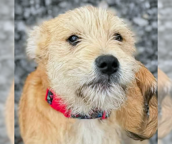 Medium Photo #7 Mutt Puppy For Sale in Arlington, VA, USA