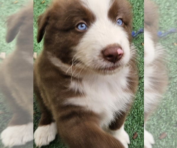 Medium Photo #7 Australian Shepherd Puppy For Sale in NELSON, VA, USA