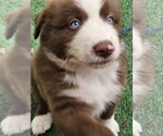 Small Photo #7 Australian Shepherd Puppy For Sale in NELSON, VA, USA