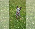 Small #6 Mutt