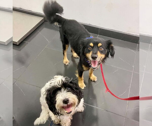 Medium Photo #14 Cocker Spaniel-Papillon Mix Puppy For Sale in Escondido, CA, USA